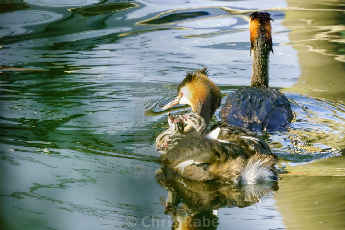 "Great Crested Grebe (Podiceps cristatus) chicks looking up expectantly at..." stock image