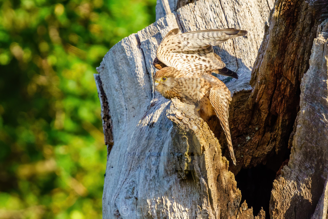 "Common Kestrel (Falco tinnunculus) female stretching it's wings, taken in..." stock image