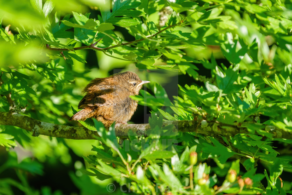 "Juvenile Wren (Troglodytes troglodytes) waiting for it's parent, taken in London" stock image