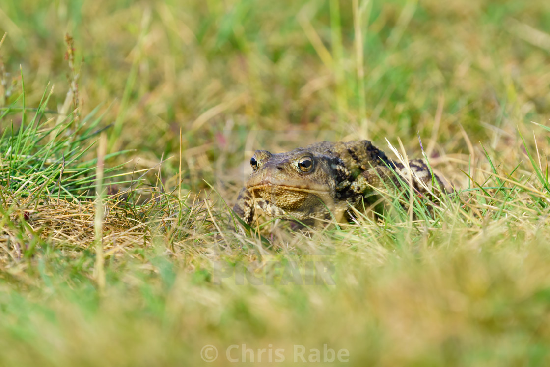 "Common Toad (Bufo bufo) moving through short grass, taken in London" stock image