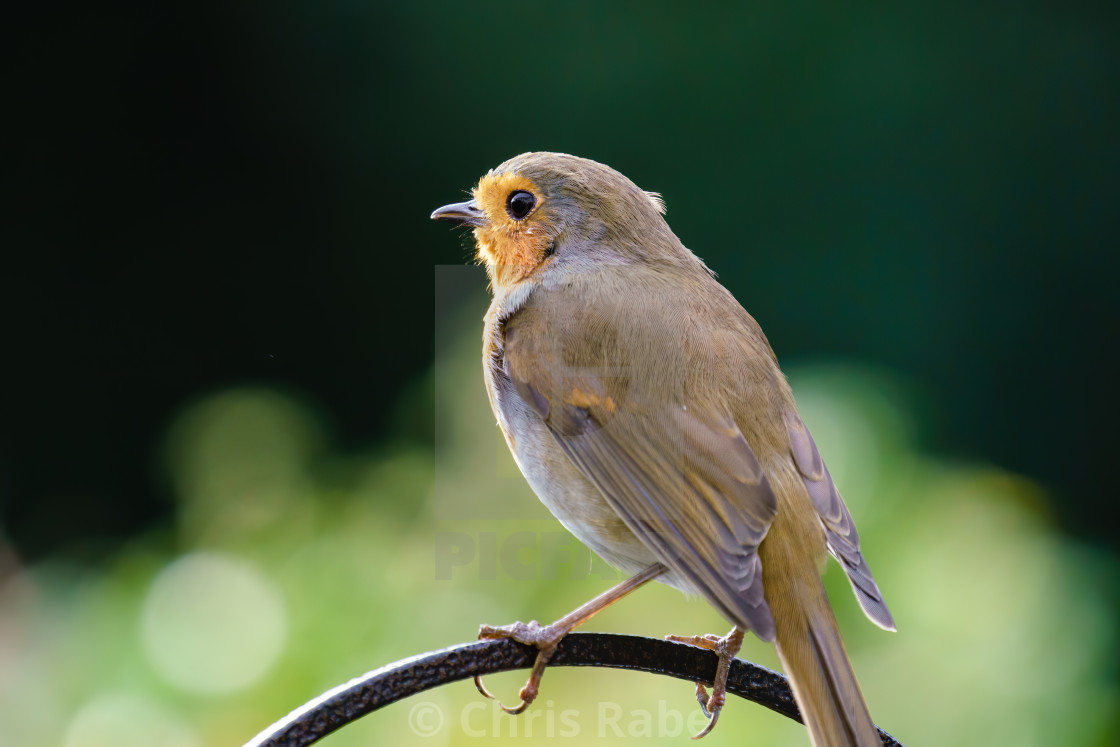 "European Robin (Erithacus rubecula) perche don a metal rod, taken in summer..." stock image