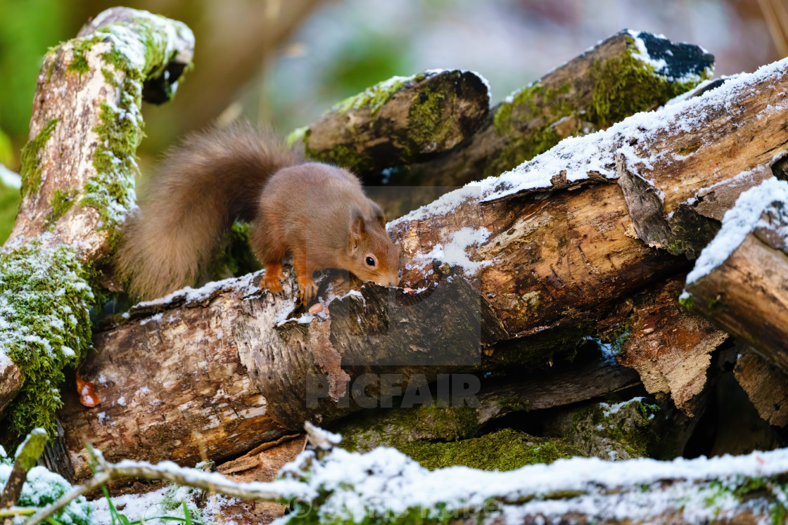 "red squirrel (Sciurus vulgaris) searching a log for food, taken in Scotland" stock image