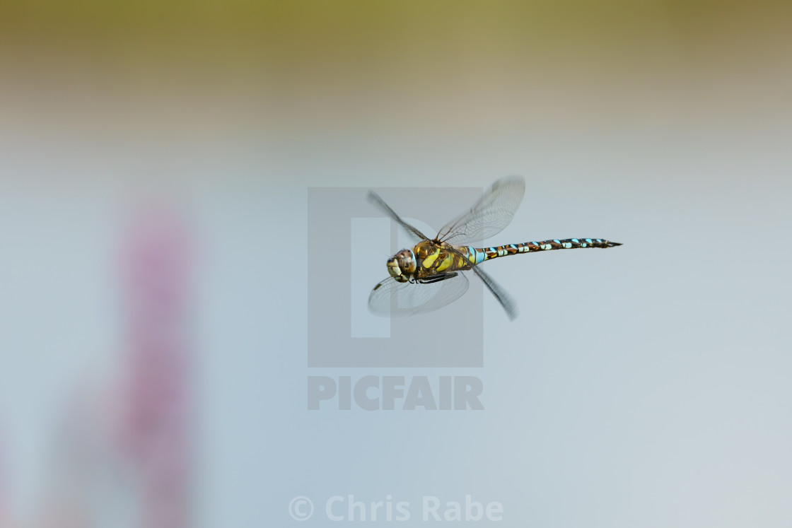 "A colourful Migrant hawker (Aeshna mixta) in flight, taken in London, UK" stock image