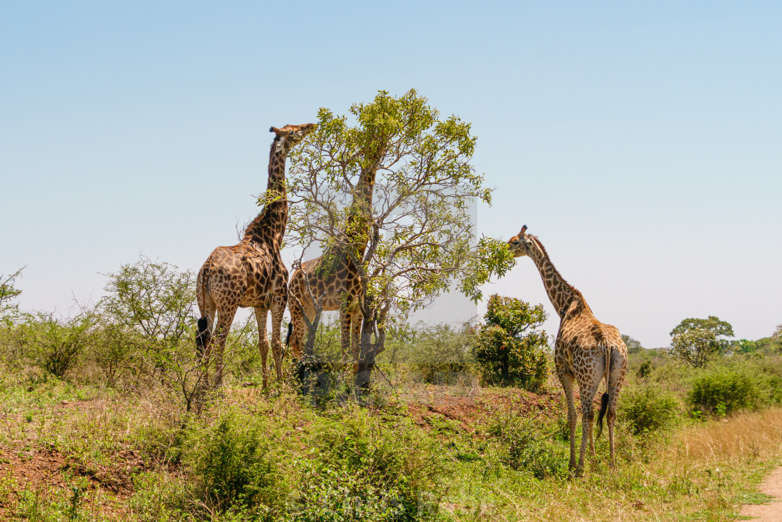 "Three Giraffe (Giraffa camelopardalis) feeding from a solitary bush, taken in..." stock image