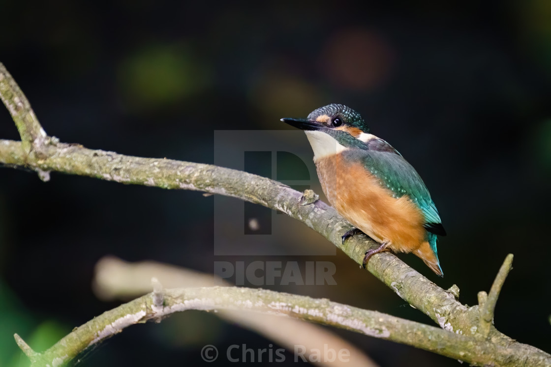 "Common Kingfisher (Alcedo atthis) perched, taken along River Crane, London, UK" stock image