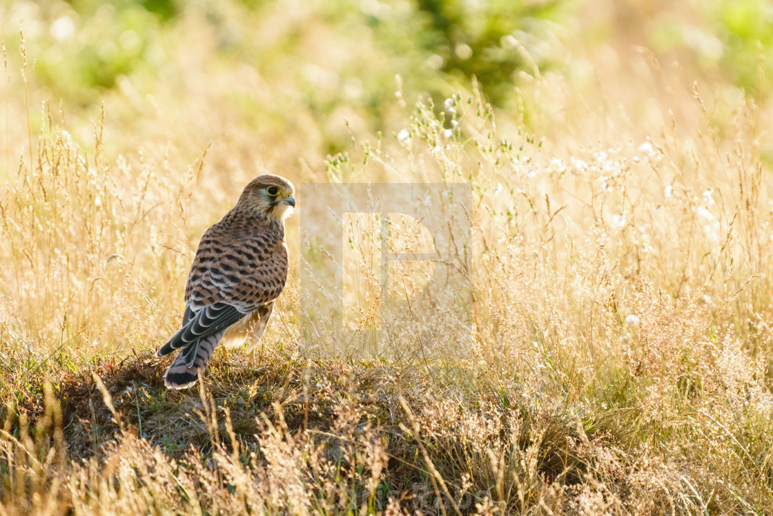 "Common Kestrel (Falco Tinnunculus) juvenile on ground in Bushy Park backlit..." stock image