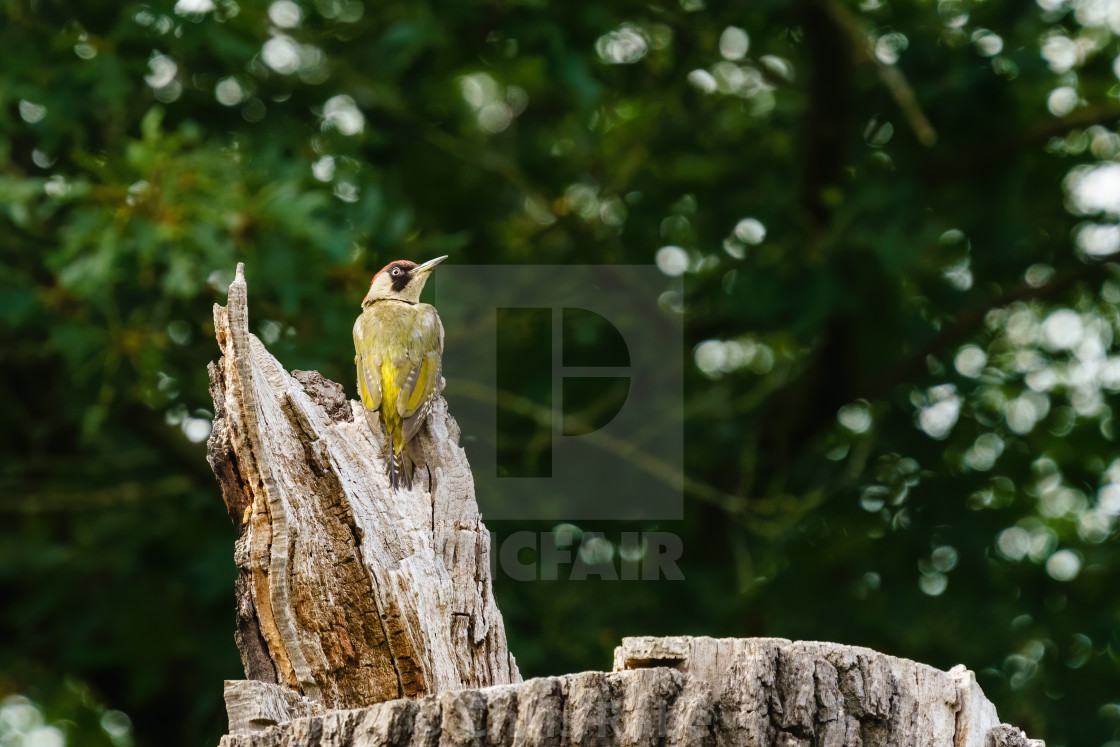 "Green Woodpecker (Picus viridis) perched on top of a dead tree trunk, taken..." stock image