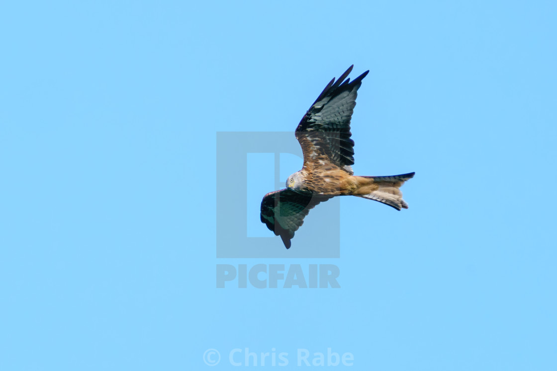 "Red Kite (Milvus Milvus) in flight over west London during the summer,..." stock image