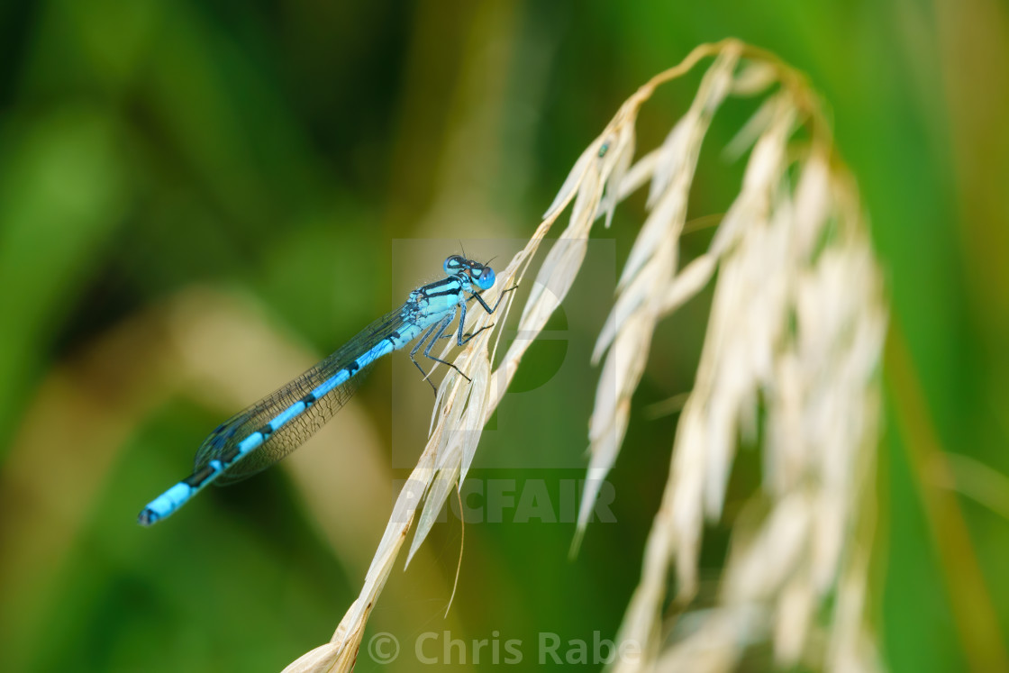 "Common Blue Damselfly (Enallagma cyathigerum) perched on the end of grass,..." stock image