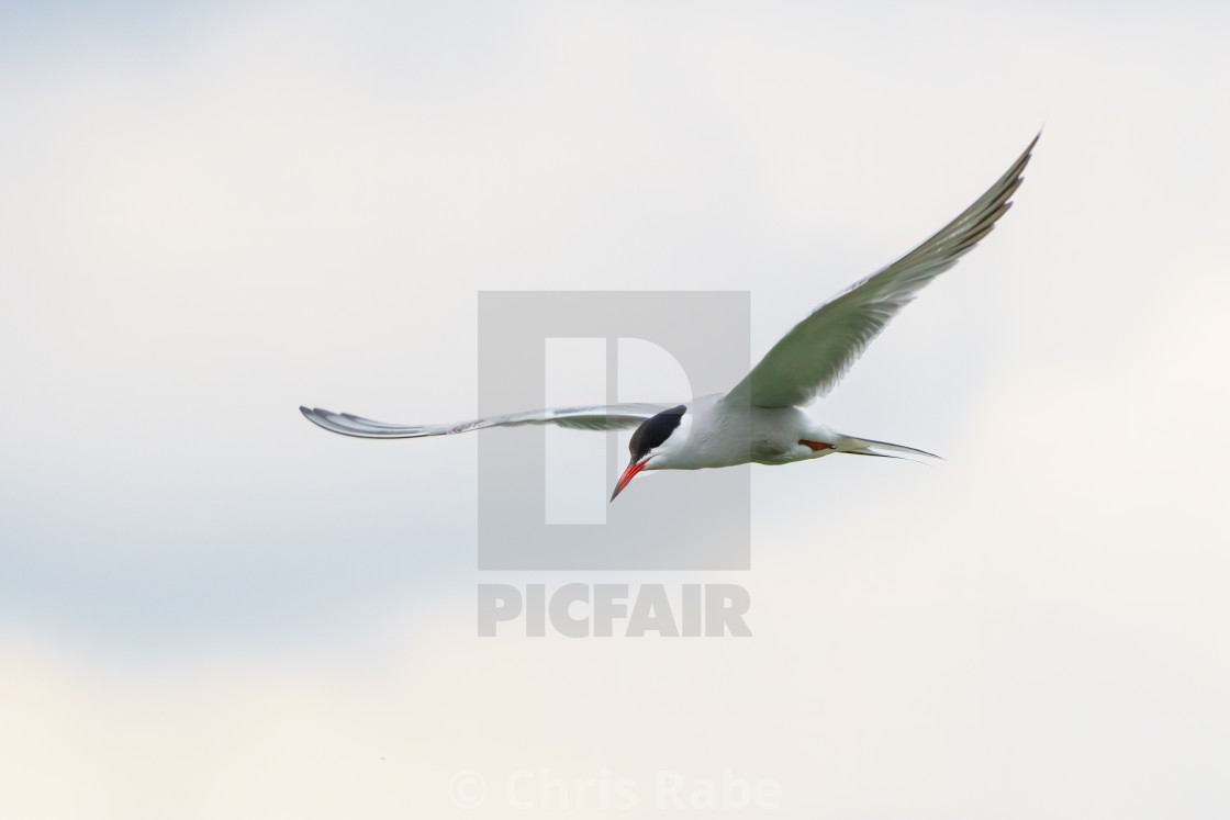 "Common Tern (Sterna hirundo) in flight on a cloudy day, London, UK" stock image