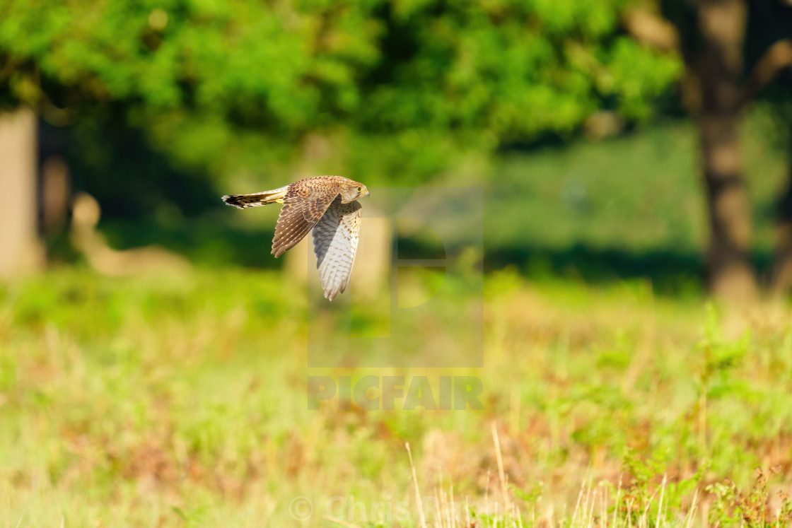 "Common Kestrel (Falco tinnunculus) female in flight over a field, taken in..." stock image