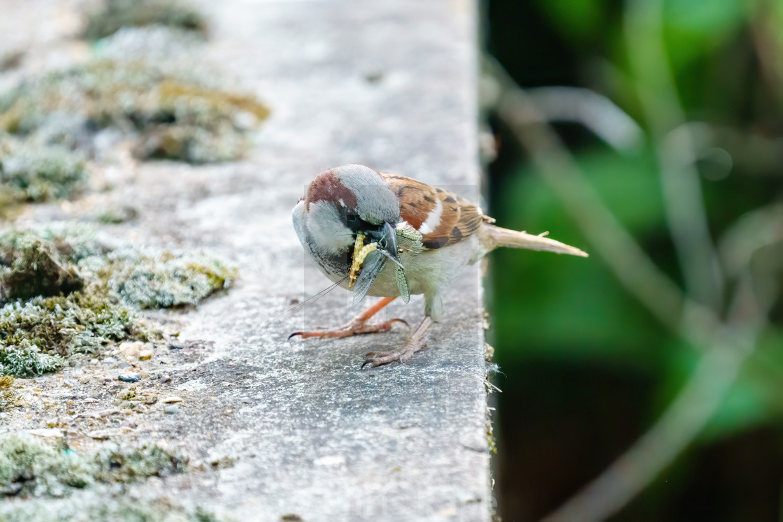 "Male House sparrow (Passer domesticus) with insect in it's beak, taken in..." stock image