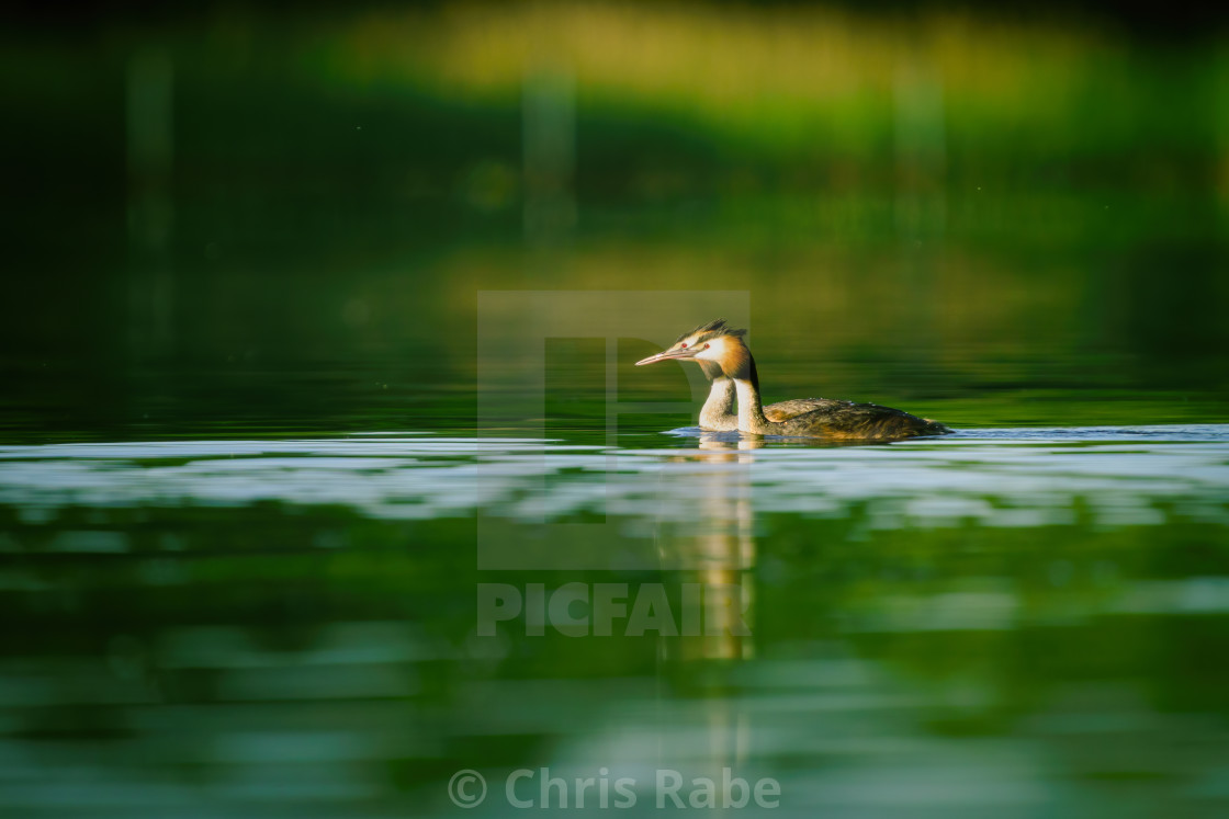 "Pair of Great Crested Grebe (Podiceps cristatus) in early morning spring..." stock image