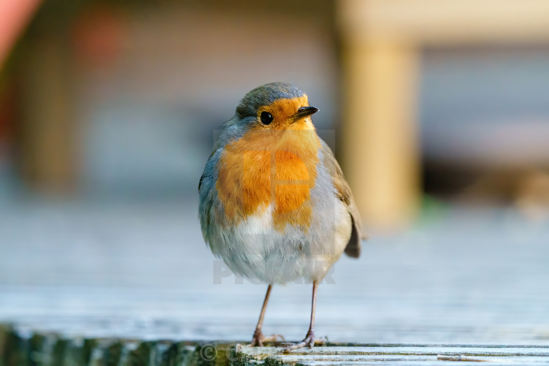 "European Robin (Erithacus rubecula) adult standing on edge of decking, taken..." stock image