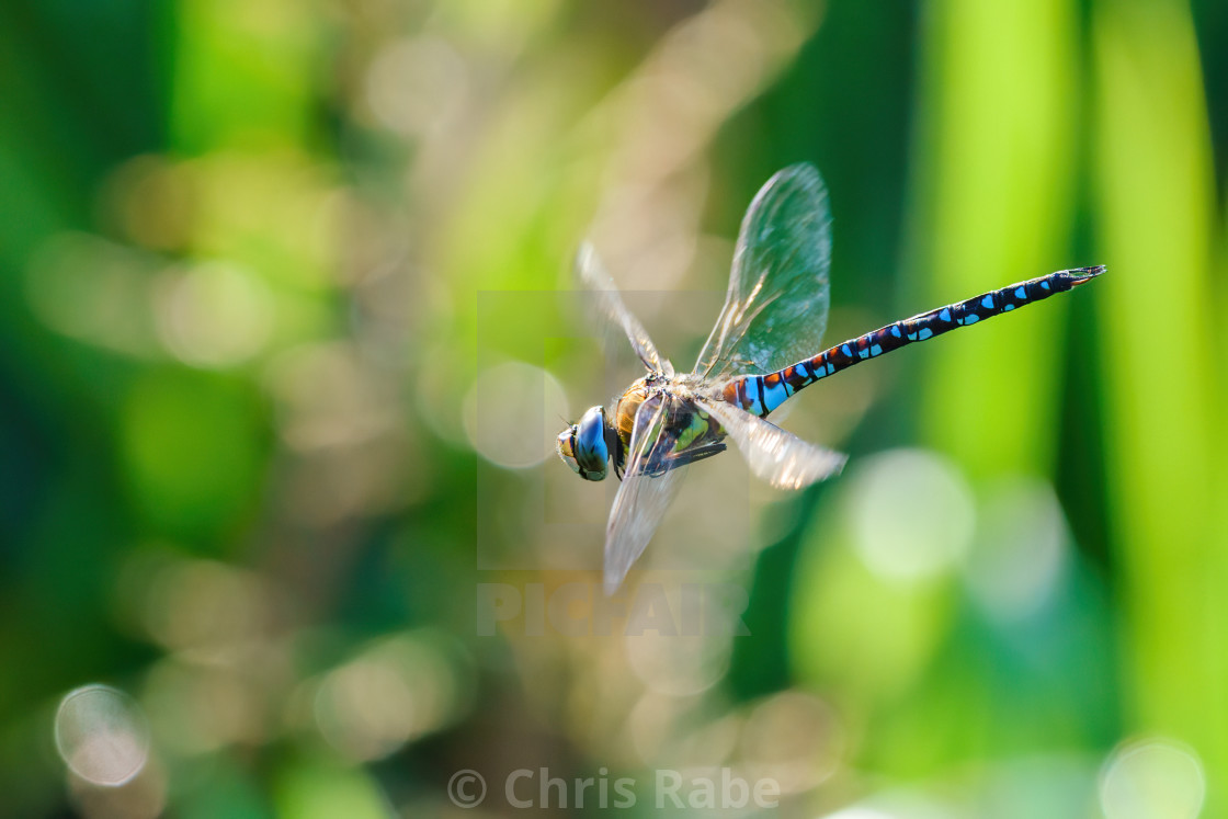 "Migrant hawker (Aeshna mixta) dragonfly in flight, taken in the UK" stock image