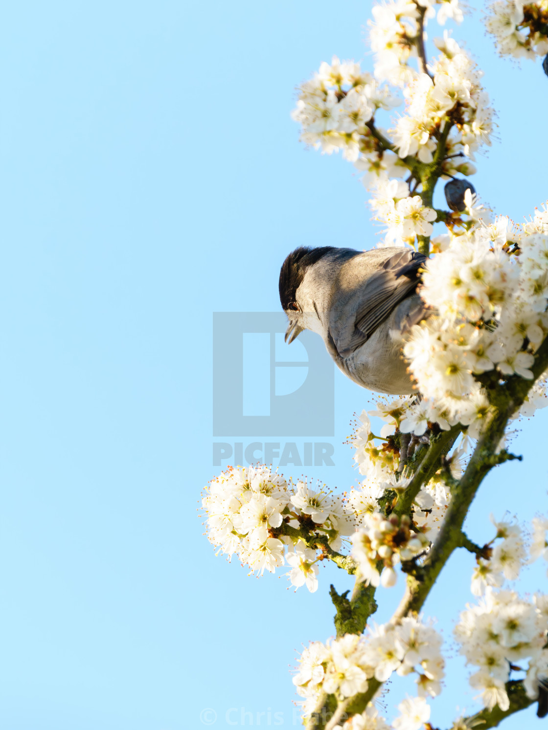 "Blackcap (Sylvia atricapilla) male profile, sitting among blossoms, taken in..." stock image