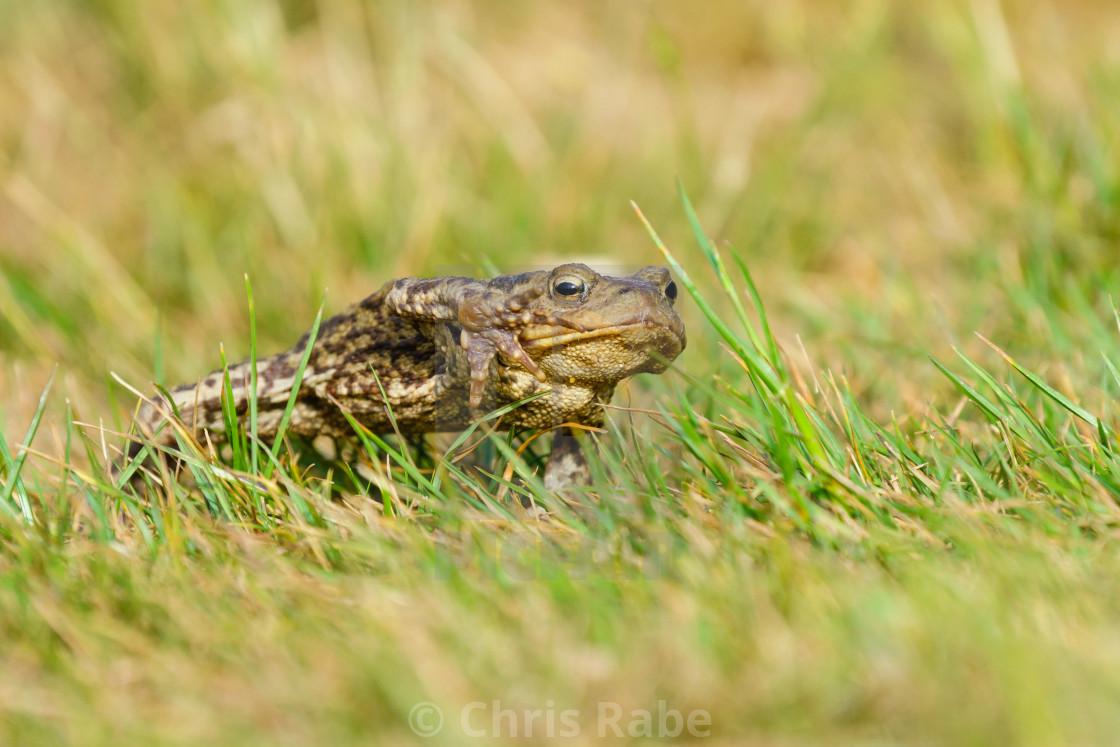 "Common Toad (Bufo bufo) with it's foot up mid stride while walking, taken in..." stock image