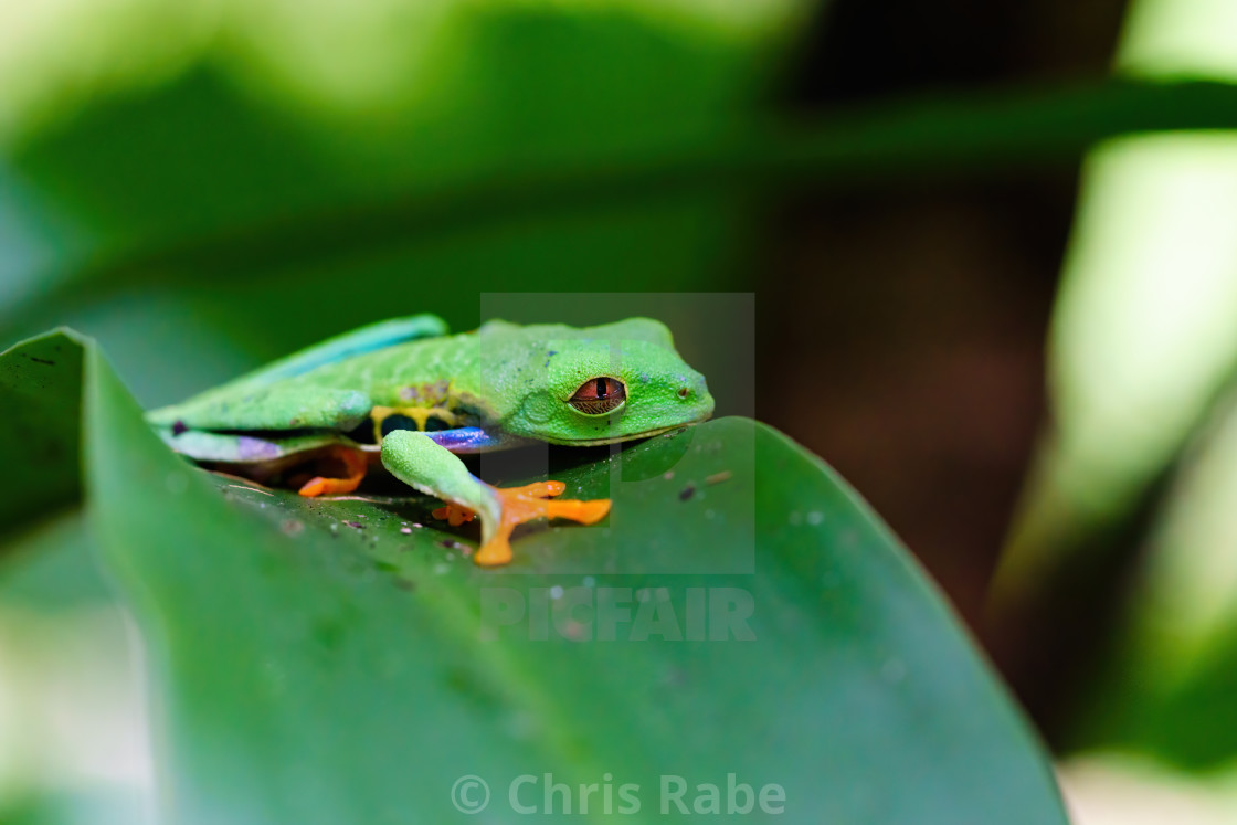 "Red-Eyed Tree Frog (Agalychnis callidryas) looking half asleep, resting on a..." stock image