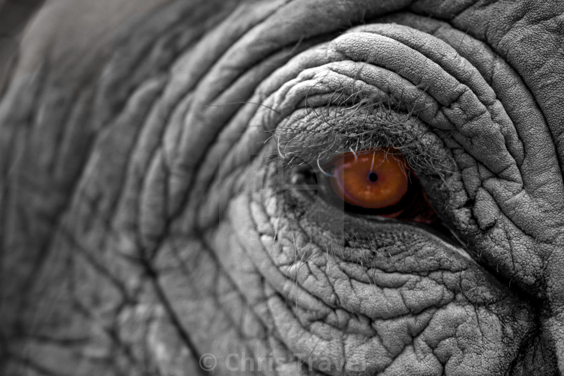 "elephant eye" by Chris Travel - $15.44 "elephant eye" stock image