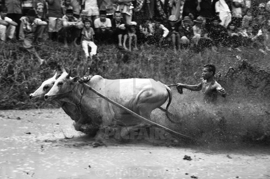 "Cow race West Sumatra" by Chris Travel - $15.42 "Cow race West Sumatra" stock image