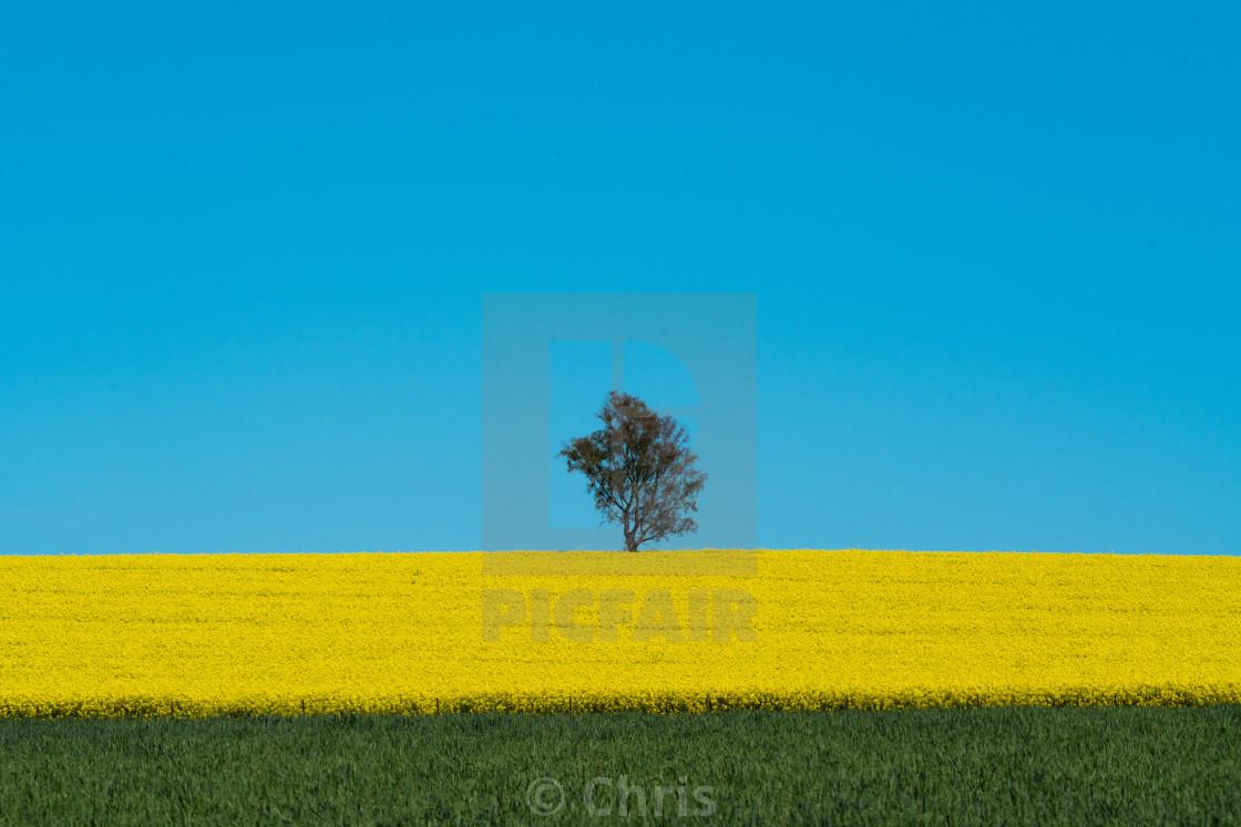 "Canola Field" stock image