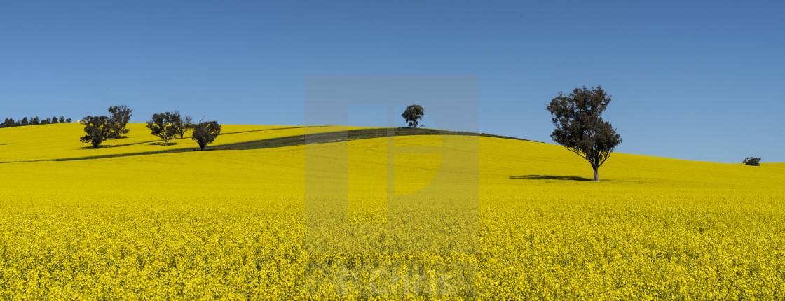 "Canola field with trees" stock image