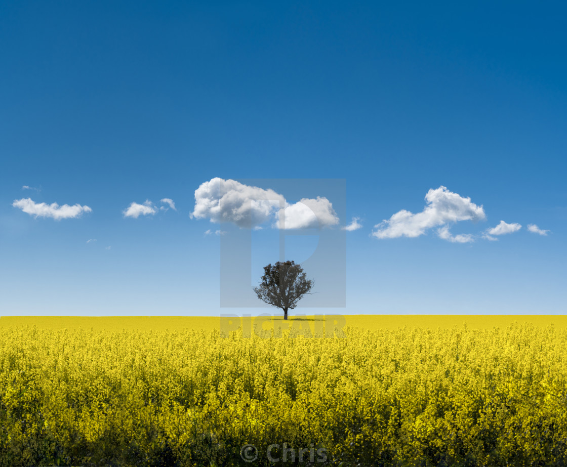 "Canola field with tree" stock image