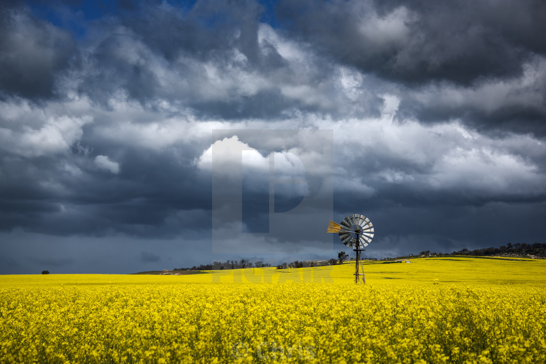 "Windmill canola field Perth" stock image