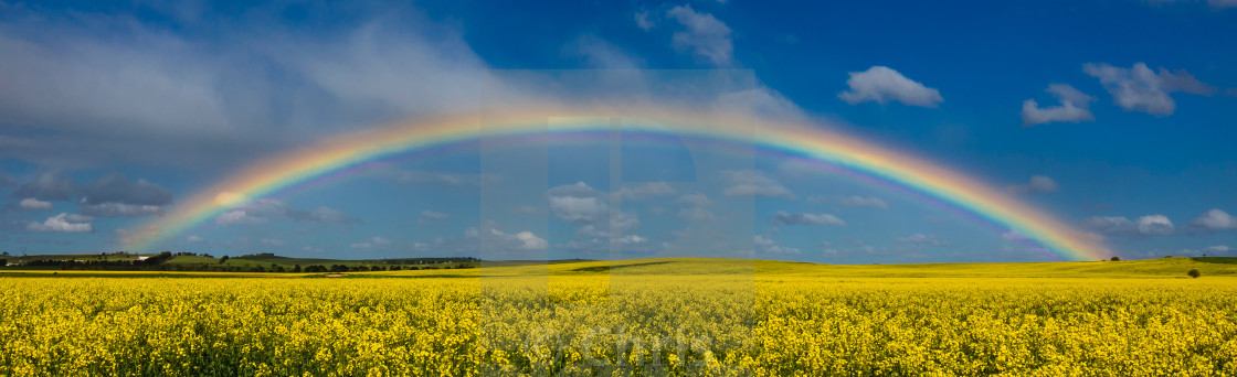 "Rainbow canola field" stock image