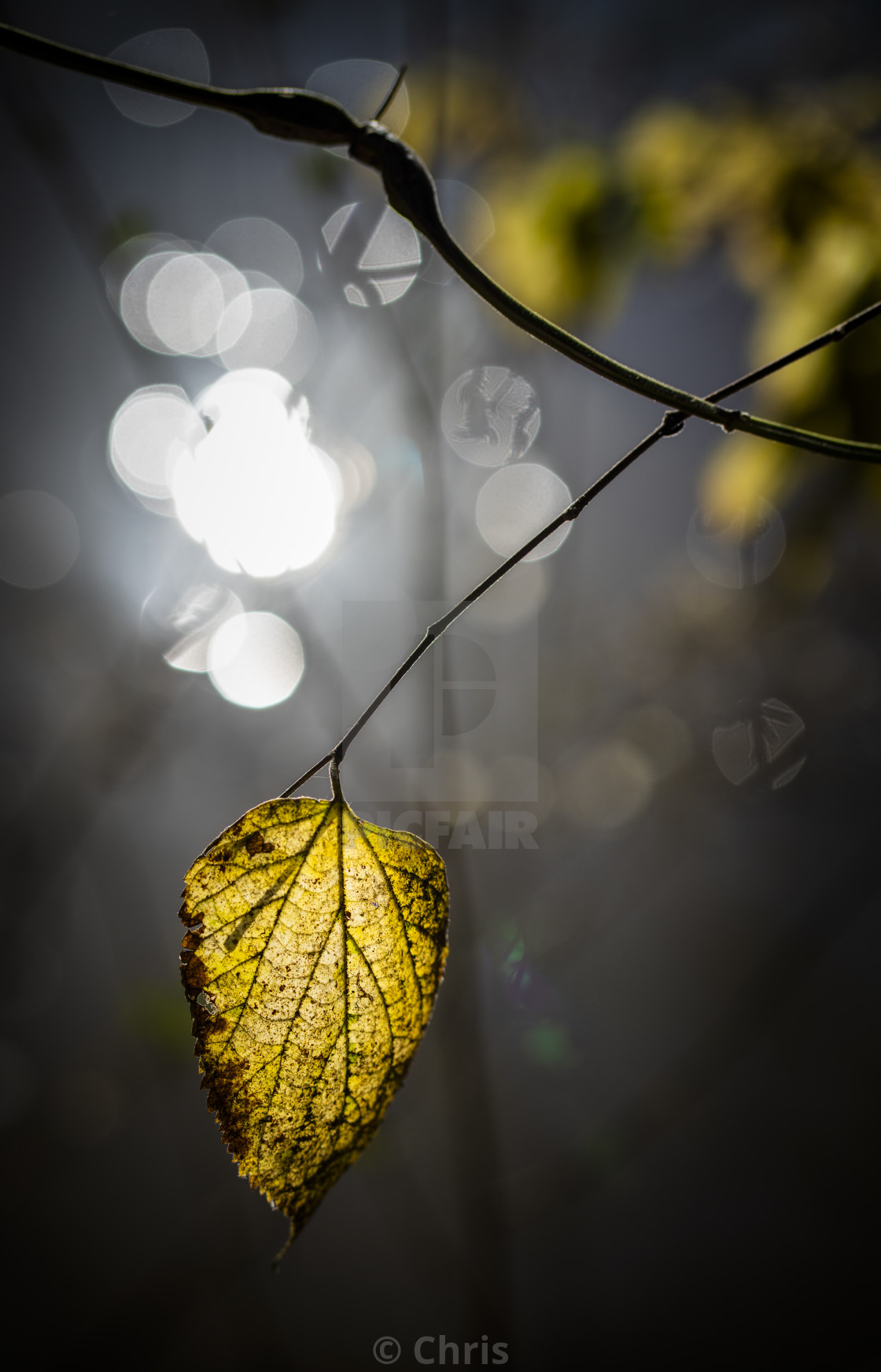 "Autumn Leaf" stock image