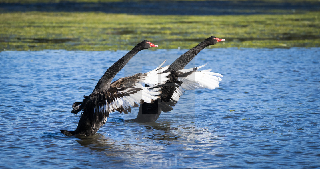 "Black Swan" stock image