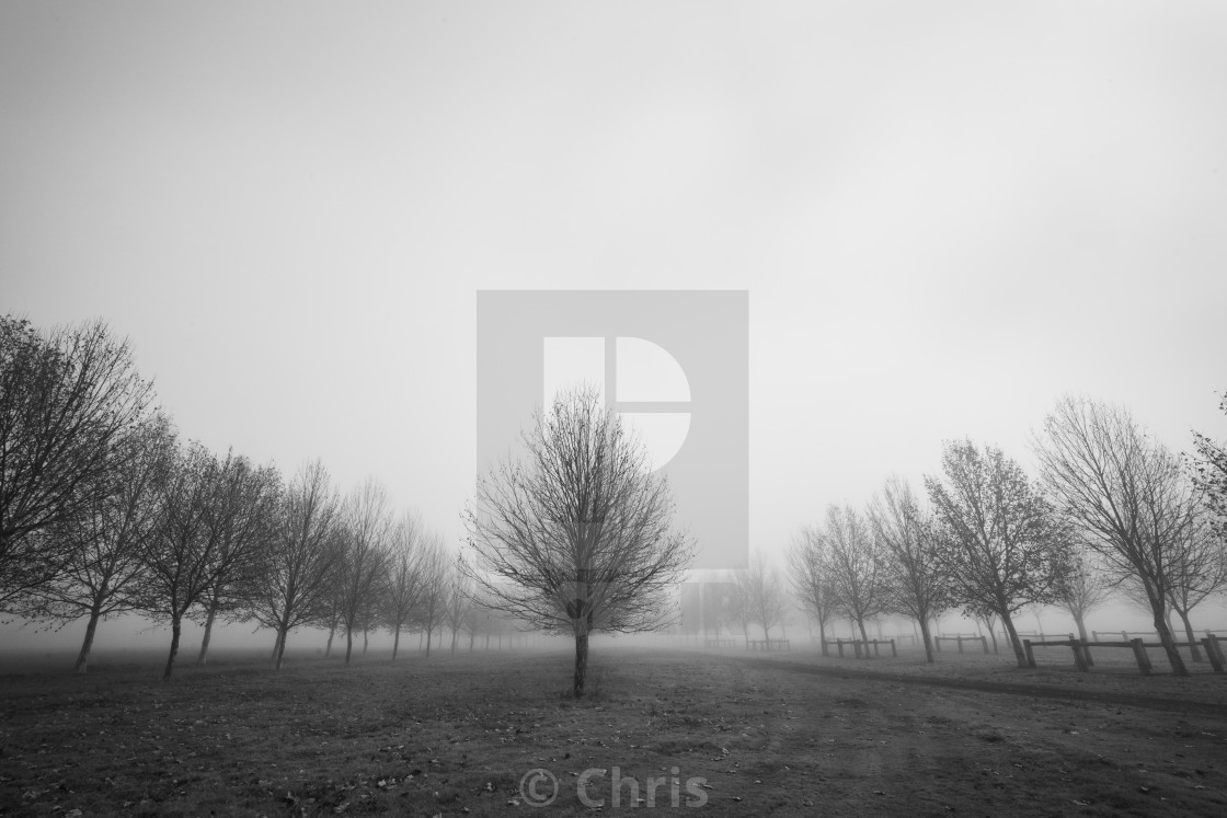 "Trees in foggy morning" stock image