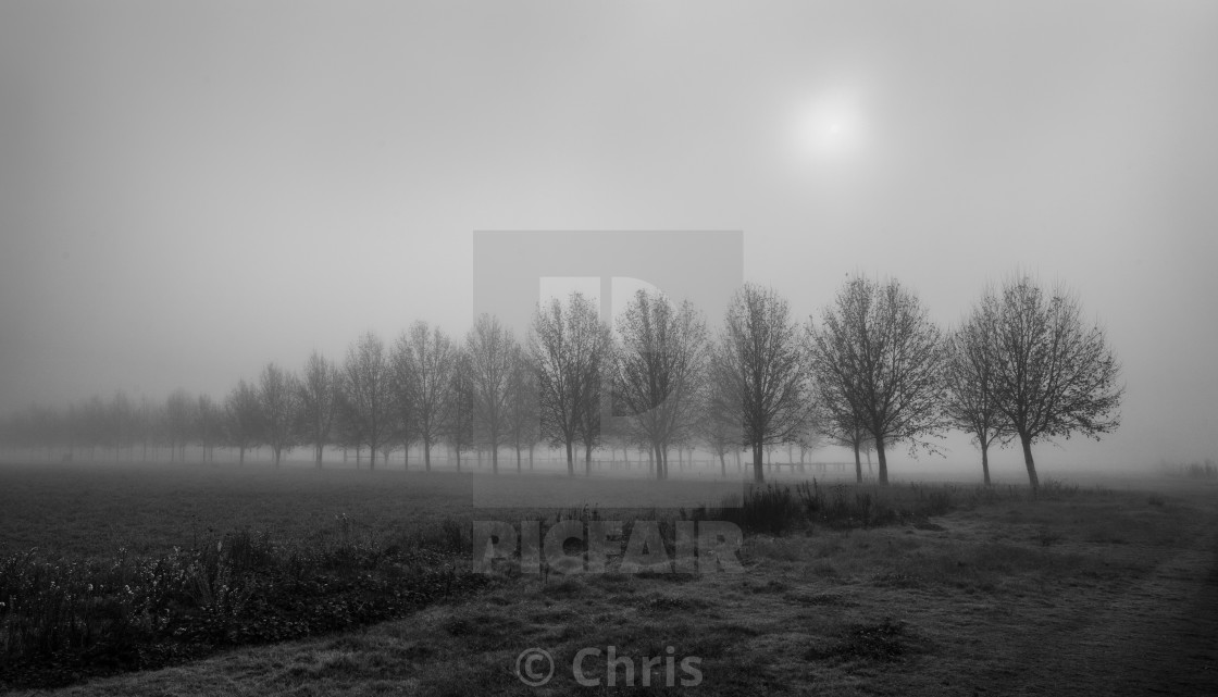 "Trees in foggy morning" stock image