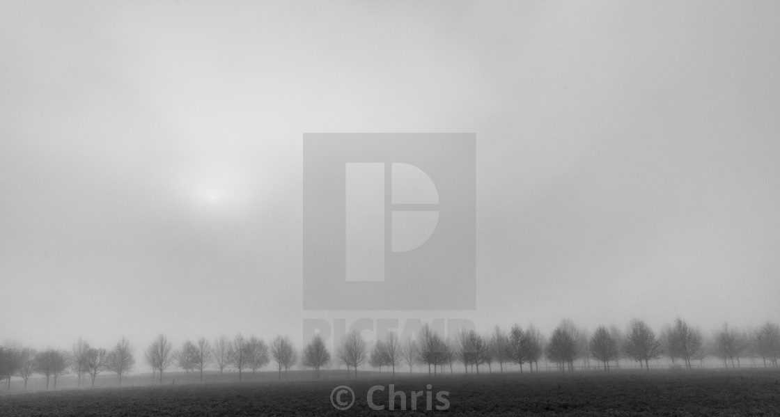 "Trees in foggy morning" stock image