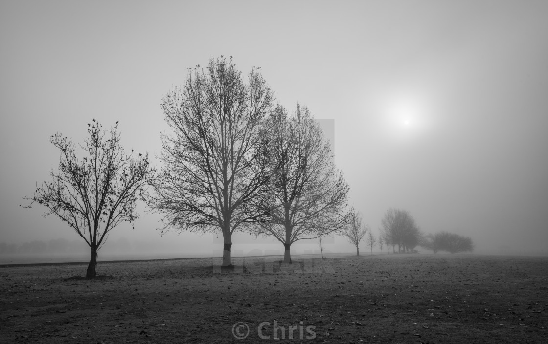 "Trees in foggy morning" stock image