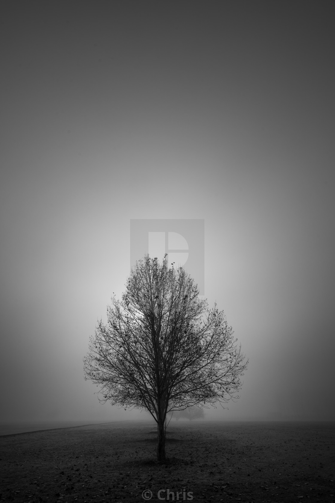 "Trees in foggy morning" stock image