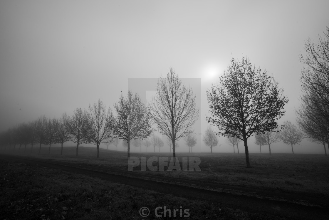 "Trees in foggy morning" stock image