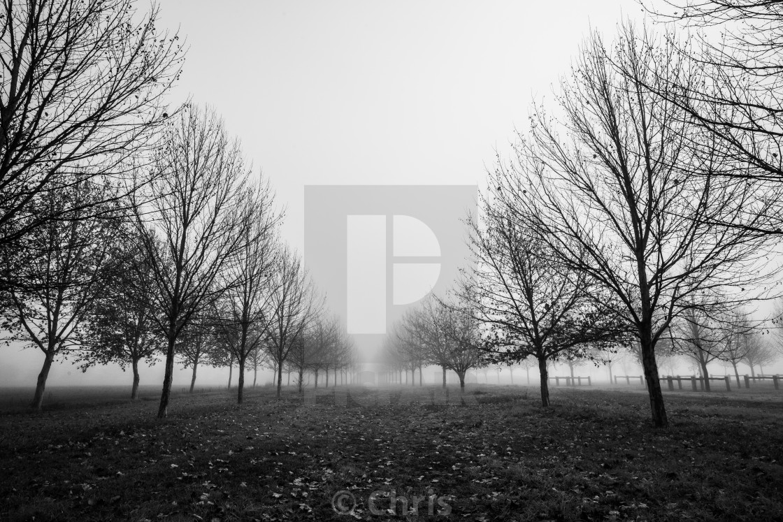 "Trees in foggy morning" stock image