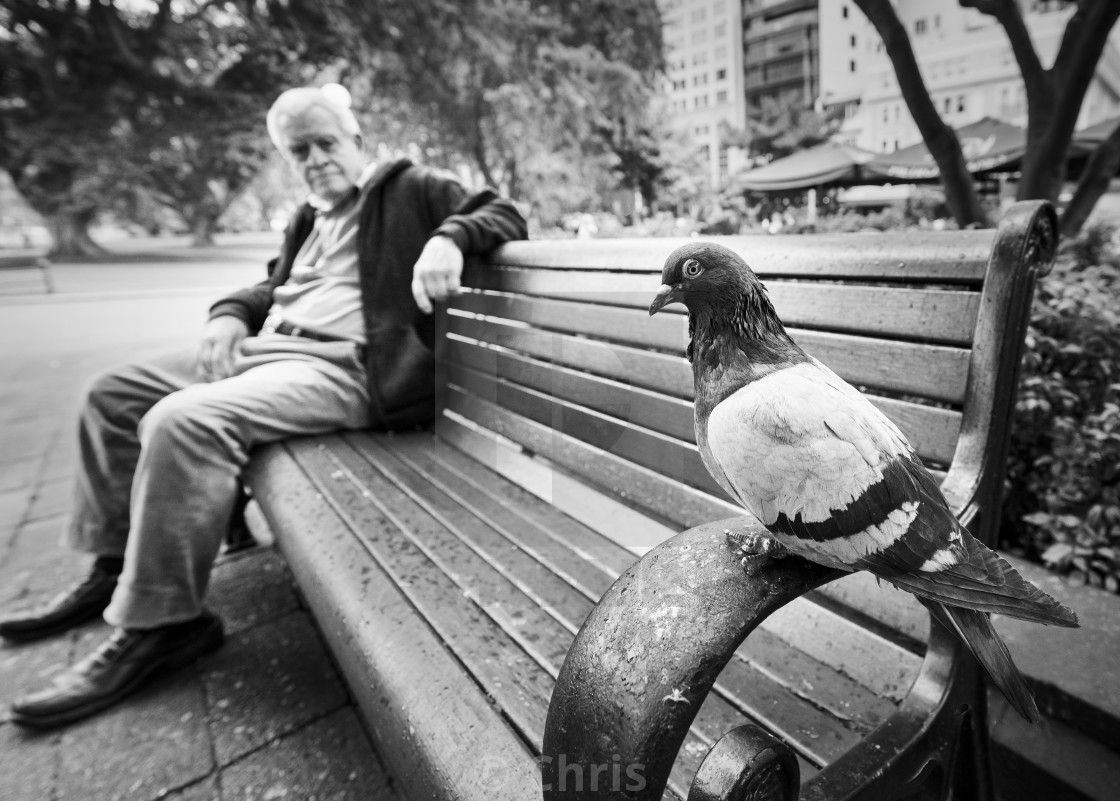 "Pigeon with a man" stock image