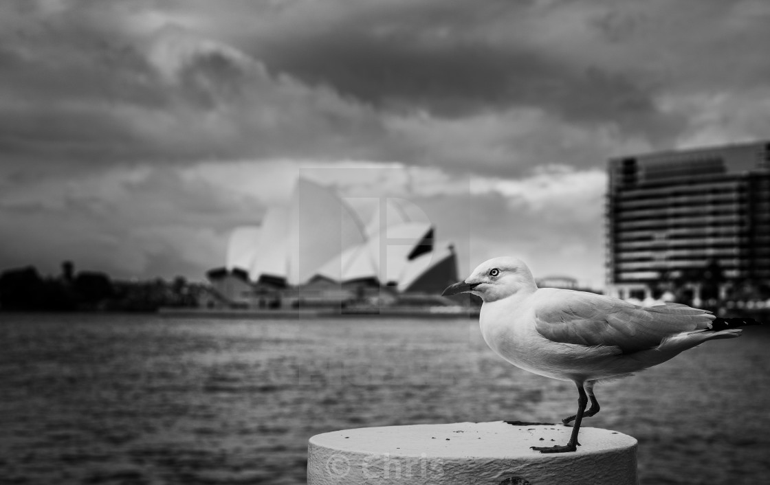 "Seagull with Opera house" stock image