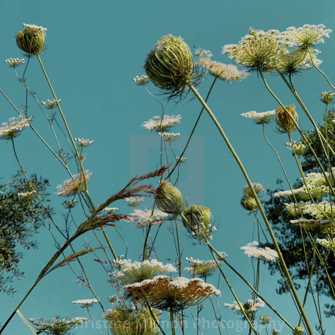 "Wild white flowers" stock image