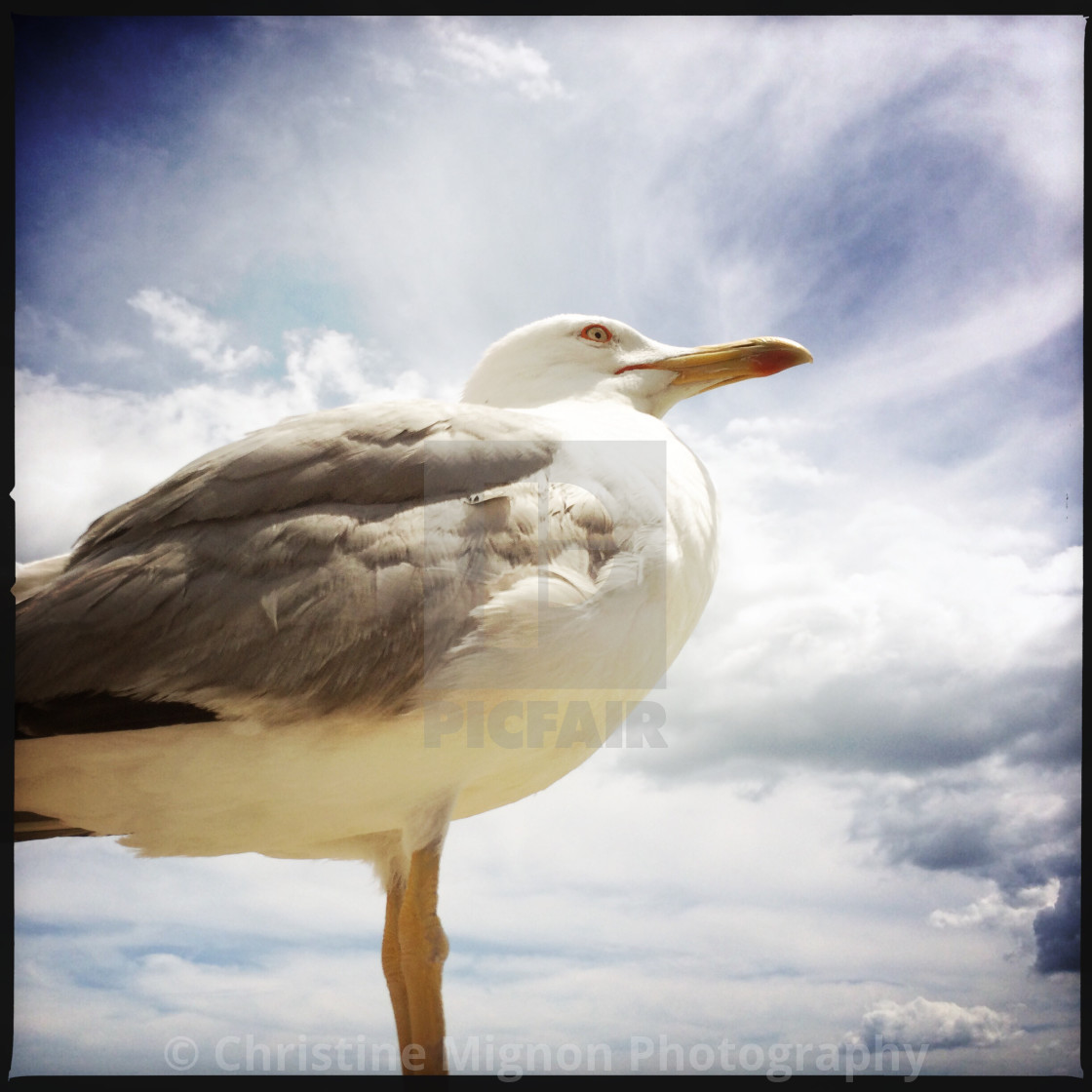 "The seagull" stock image