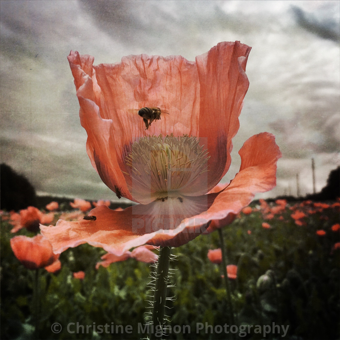 "Bee and poppy" stock image