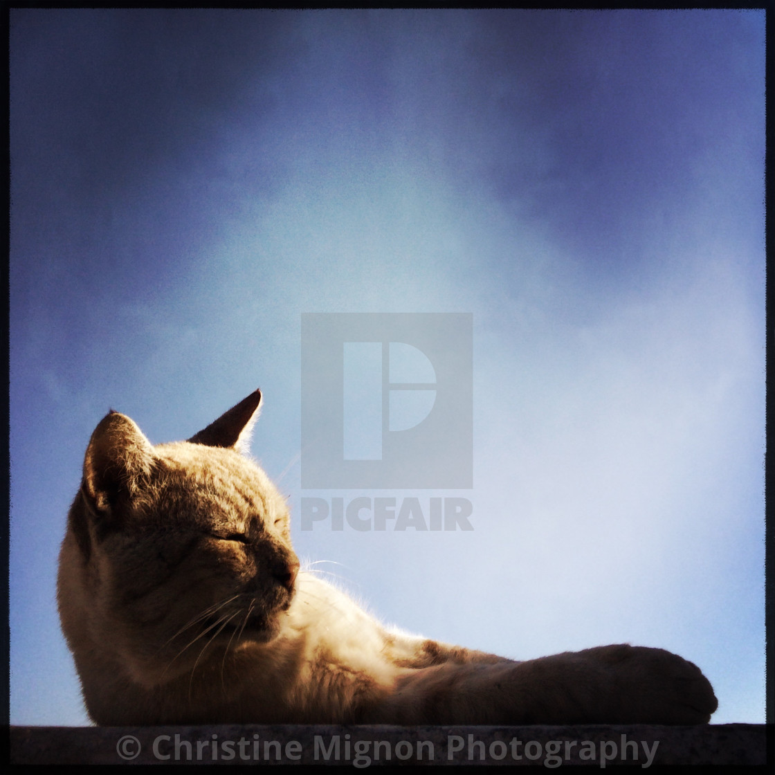 "Resting cat" stock image