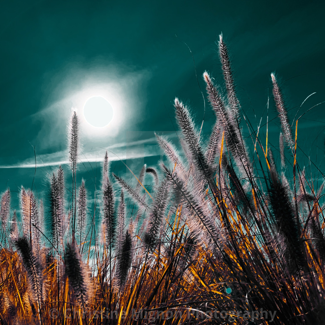 "Reeds in the summer sun" stock image