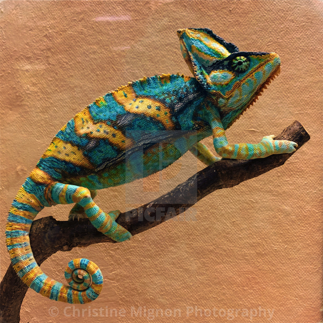 "Colorful Chameleon" stock image