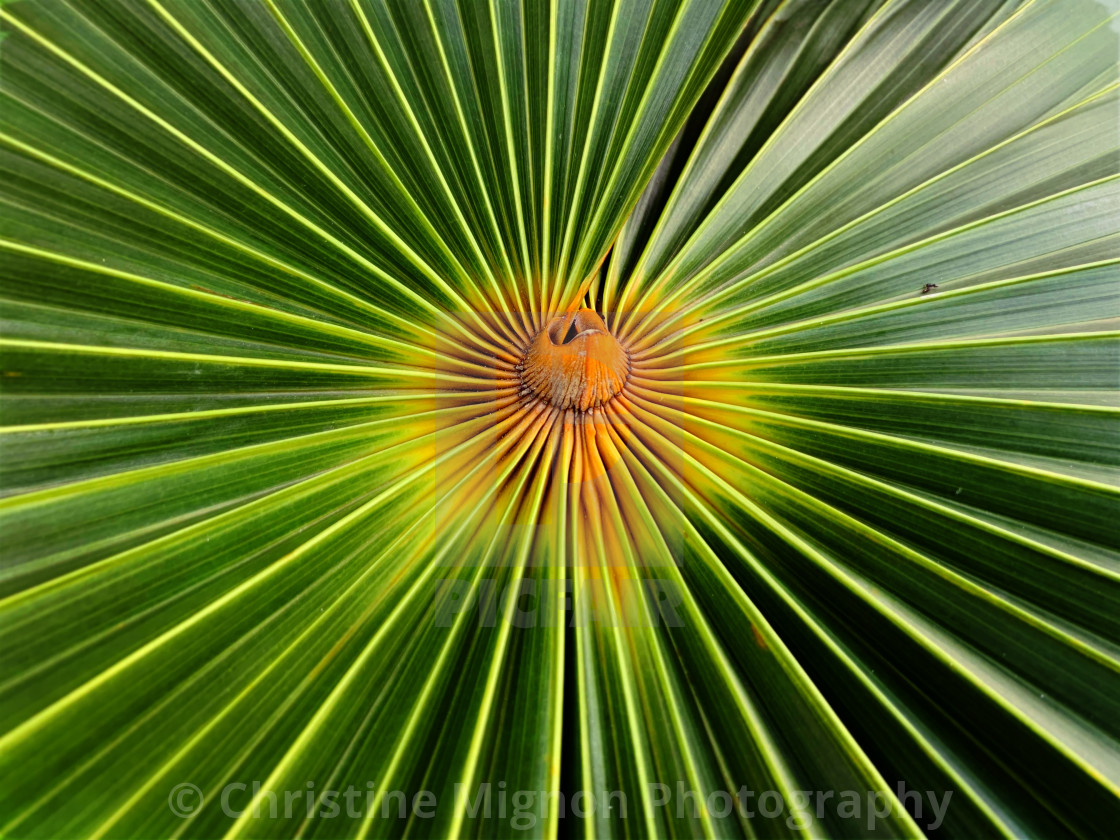 "Palm leaf" stock image