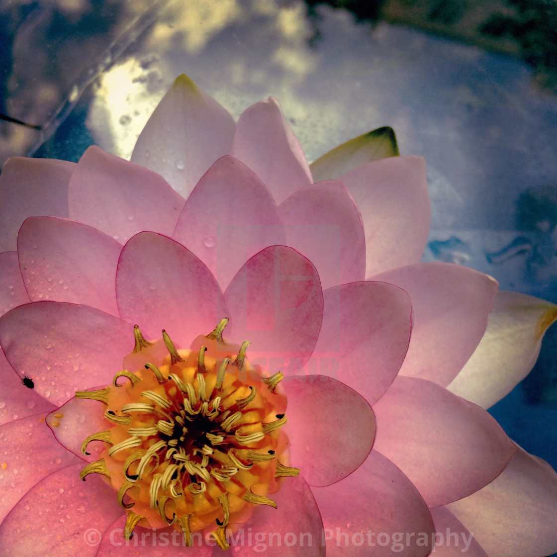 "Cloudy waterlily" stock image