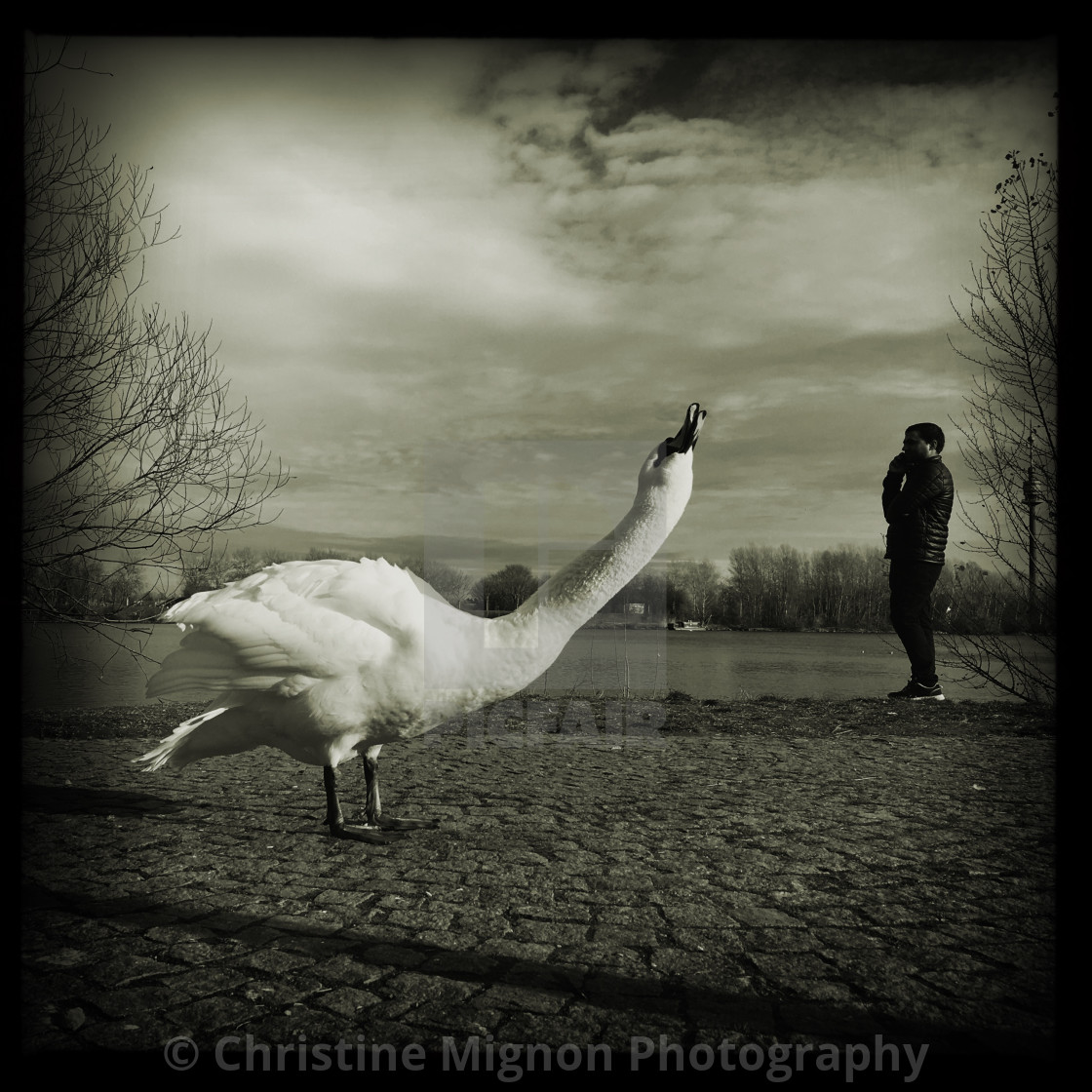 "Giant swan" stock image