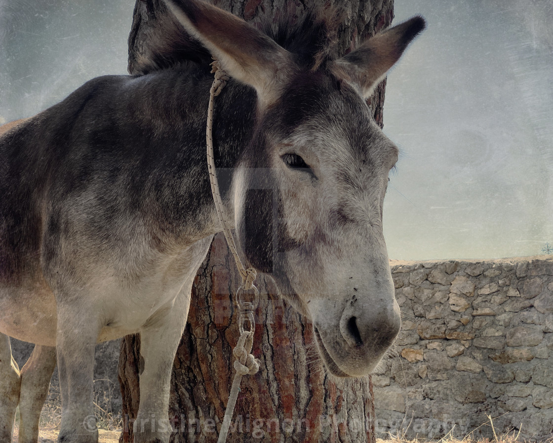 "Dozing donkey" stock image